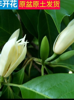白玉兰树苗 白兰花盆栽 白兰花苗 木兰花黄桷兰树苗 浓香绿植花卉