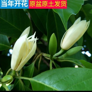 白玉兰树苗 白兰花盆栽 白兰花苗 木兰花黄桷兰树苗 浓香绿植花卉