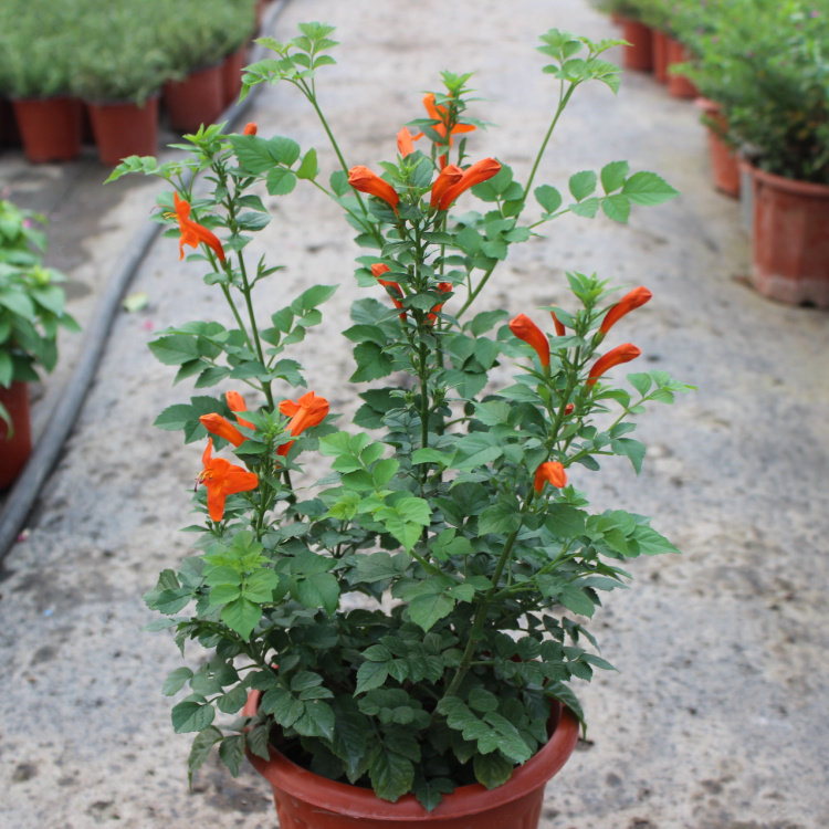 室外绿植盆栽 凌霄花苗 植物庭院花园绿化植物多年生客厅盆景特价在类目 鲜花速递/花卉仿真/绿植园艺, 花卉/绿植盆栽（新）, 花卉中 - 来自Buy2taobao.com提供专业的淘宝代购服务