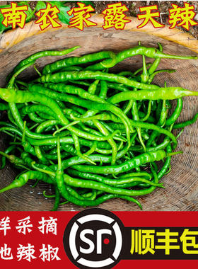 湖南农家种植新鲜青辣椒
