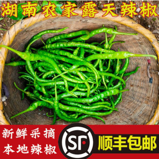 湖南新鲜辣椒青椒农家肥自种当季本地新鲜蔬菜露天种植 5斤装包邮