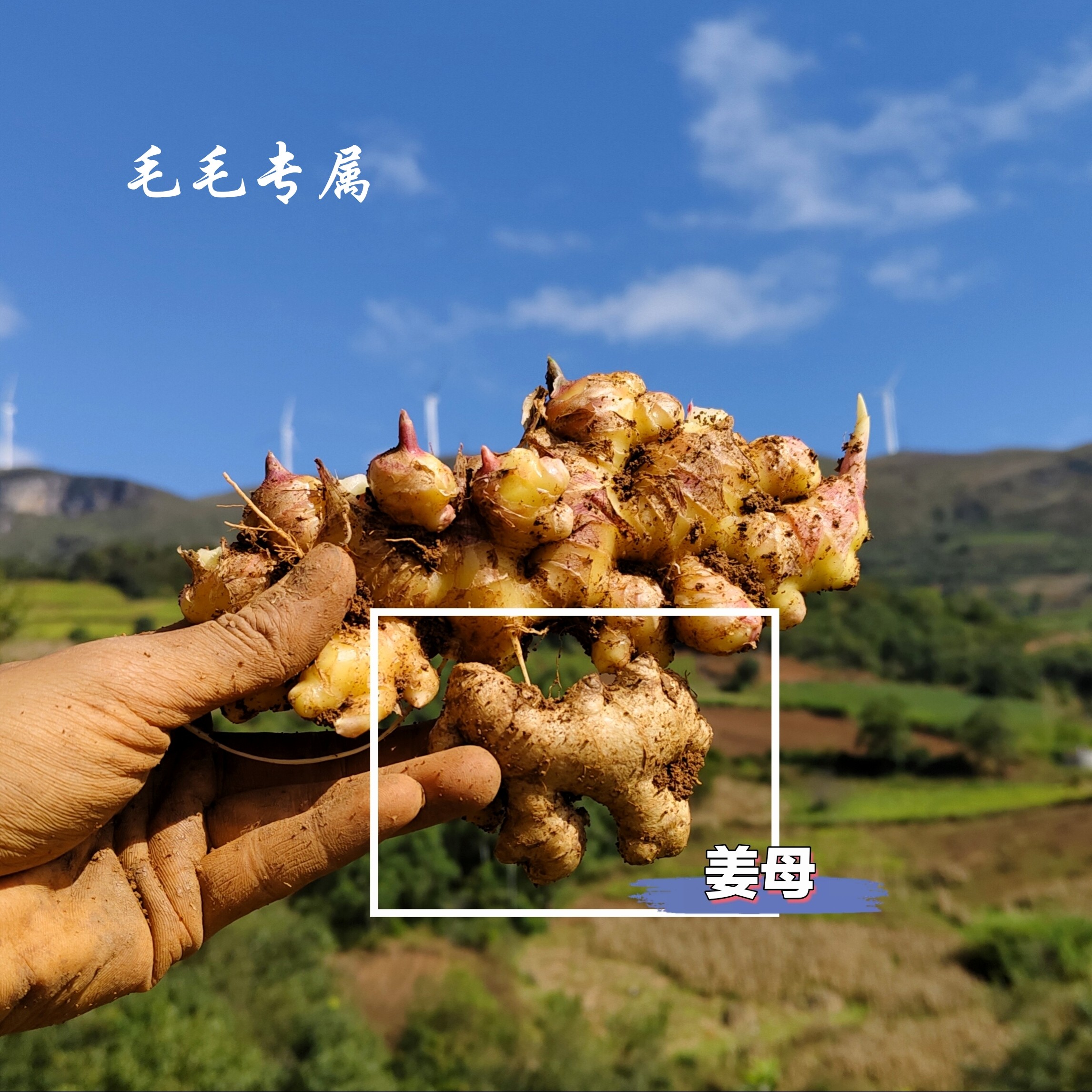 【两年半母姜】云南高山正宗小黄姜的姜母 姜种子 两年半老姜