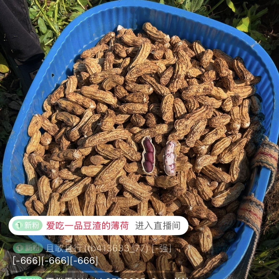 【云南高山七彩干花生】农家自种带泥自然晒干七彩干花生