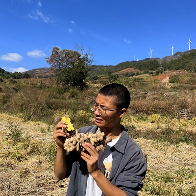 【云南小黄姜老姜】云南高山现挖山地正宗小黄姜农家自种老姜
