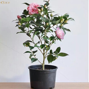 金花茶树苗广西崇左大新四季开花小叶品种金茶花树苗盆栽