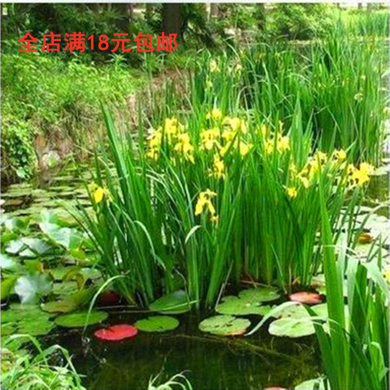 绿化水道池塘湖泊 水生植物黄菖蒲水葱水竹再力花芦苇香蒲菖蒲苗|ruв категории доставка цветов/цветок моделирования/растения садоводства, цветок/растения в горшках (новый), растения - от Buy2taobao.com для оказания профессиональной услуги покупки агента Taobao