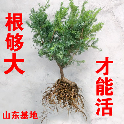 红豆杉树苗盆栽正宗曼地亚红豆杉树苗盆景植物室内吸甲醛结果地栽