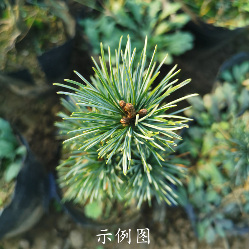 观叶植物 嫁接五针松 短针五针松日本宫岛大阪松盆景树苗黑松苗