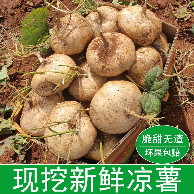 现挖凉薯当季新鲜白心地瓜水果农家自种沙葛土番薯脆甜地萝卜蔬菜