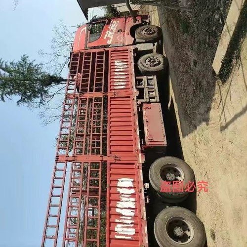 雪松树 雪松大树 行道树 工程用苗 树形好 带土球 各种绿化苗木