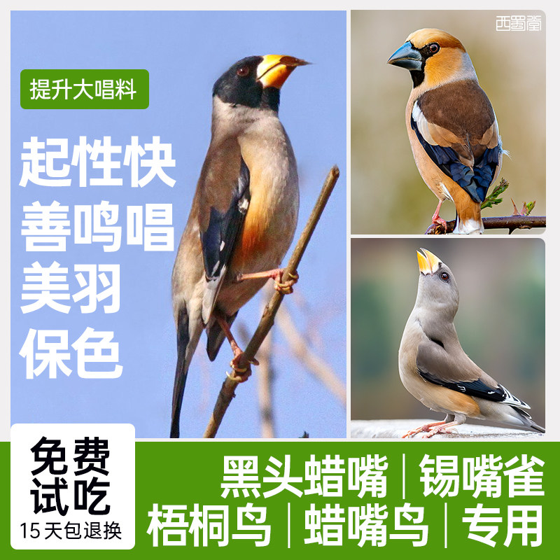 西蜀堂手工蜡嘴梧桐太平鸟鸟食提升大唱鸟食黑尾黑头蜡嘴鸟食饲料,宠物/宠物食品及用品,鸟食,淘宝优惠券,粉丝福利购,淘宝优惠卷