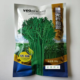 光杆茼蒿种子皇帝菜种籽光杆蒿子秆四季阳台盆栽庭院蔬菜种子高产