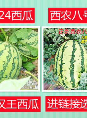 西瓜种子大全懒汉王西瓜8424西农八号黄瓤西瓜冰糖麒麟农家菜园播