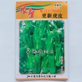 农望更新虎皮辣椒种子杂交一代马嘴型大椒种籽挂果多四季春秋菜种