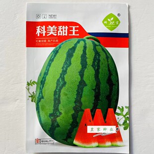 科望科美甜王西瓜种子中早熟短椭圆形大果西瓜种籽大红果肉质脆沙