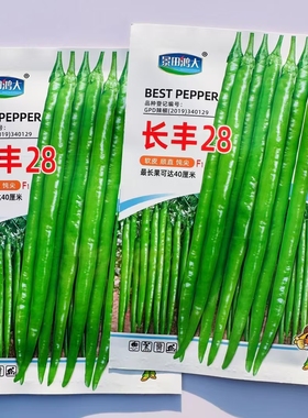 苏润508/509辣椒种子大田基地早中熟绿色加长果条椒种籽长丰28