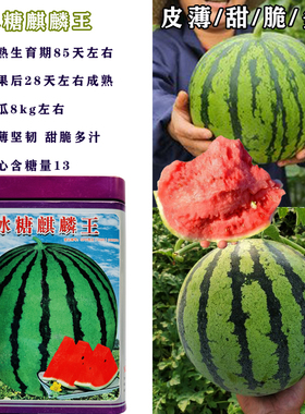 冰糖麒麟王西瓜种子特甜特大8424西瓜种籽麒麟早熟南方四季播种