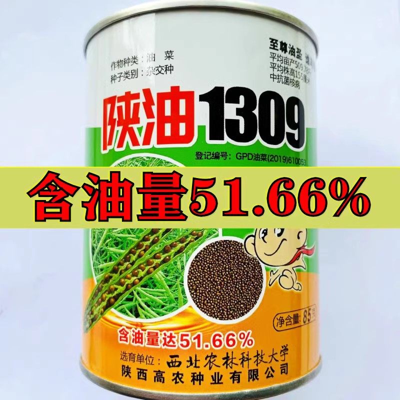 陕油1309油菜籽榨油用耐寒过冬杂交油菜种高产高油榨油的油菜籽种