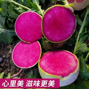 心里美萝卜种子种青皮红心萝卜种籽南北方秋季播红心水果萝卜种子