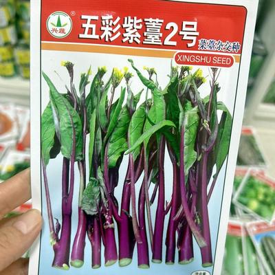 红菜苔种籽黄菜苔种子杂交中熟菜心种孑农家春秋季播蔬菜种子