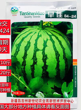 早佳8424西瓜种子一代杂交早熟西瓜种籽超甜不倒瓤南北方春夏季播