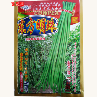 赣新东方明珠长豇豆种子菜农专用特抗热抗病嫩绿色肉厚长角豆种籽
