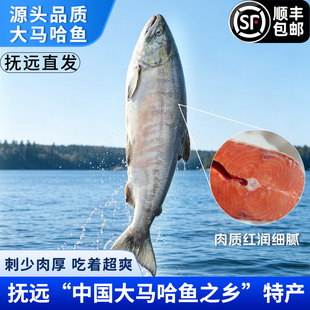 大马哈鱼黑龙江特产佳木斯整条发货肉质鲜嫩家用烹饪食材