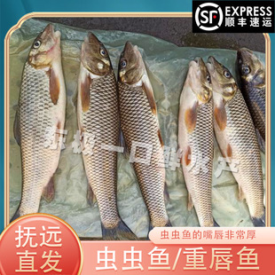 【冻鱼】开江虫虫鱼重唇鱼黑龙江抚远特产乌苏里江特产