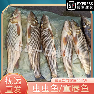 【冻鱼】开江虫虫鱼重唇鱼黑龙江抚远特产乌苏里江特产