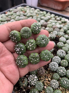 星兜超兜琉璃兜鸾凤混合星球属无刺实生开花防辐射可爱仙人球