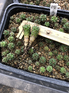 橙花丸或叫赤花乌城丸又名爱丽莎籽播实生萝卜根娇丽玉属仙人球掌