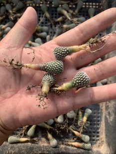 精巧殿Tubinicarpus.pseudopectinatus娇丽属实生稀有仙人球
