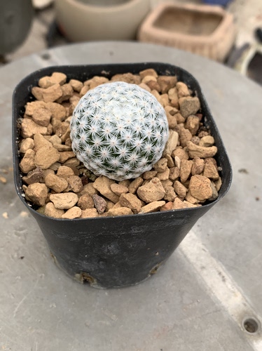 赤花大玉白鸟Mammillaria herrerae日系籽播实生可爱无刺仙人球