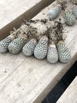 仙人掌科乳突仙人球拉丁学名