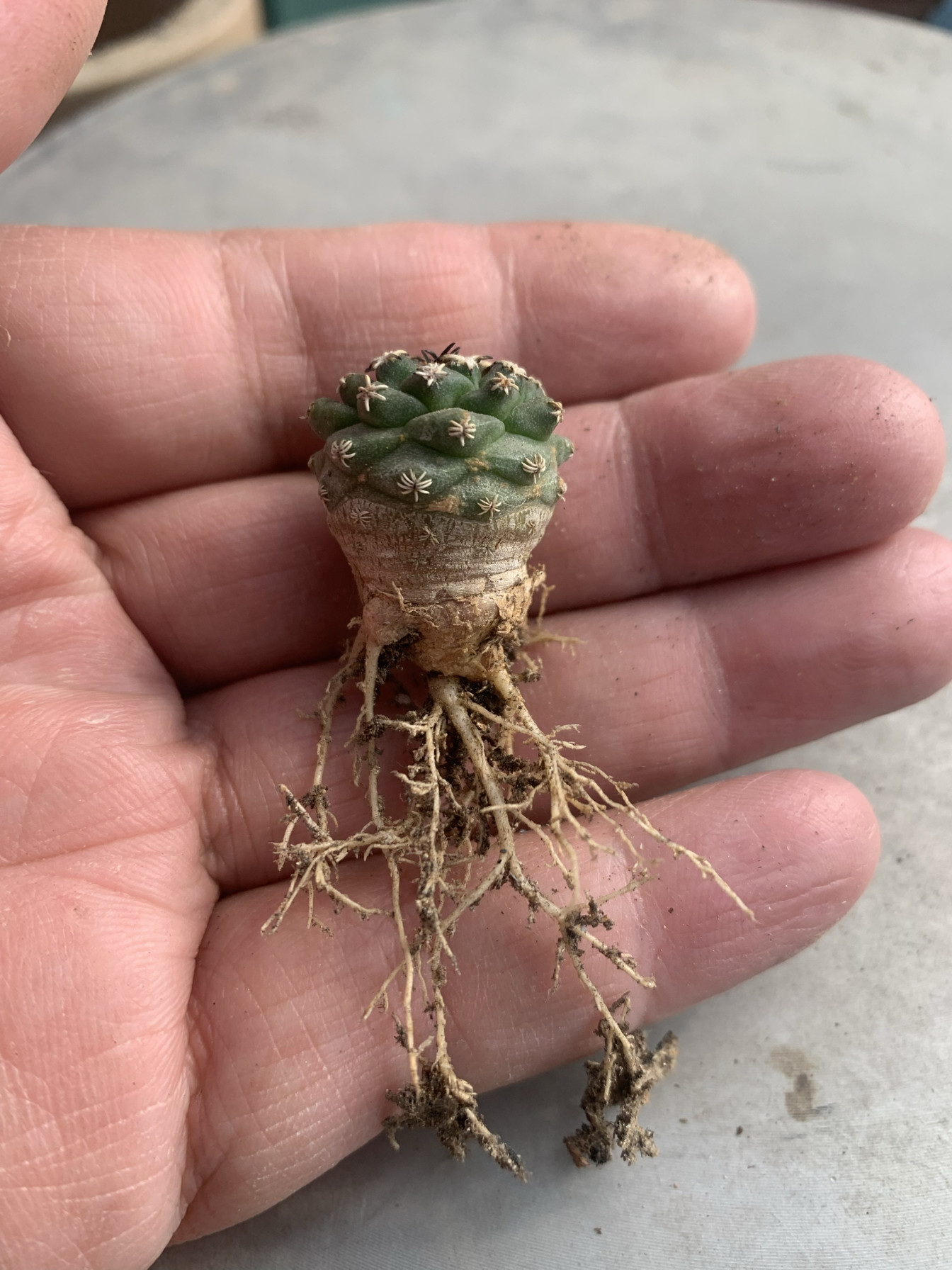 赤花娇丽仙人球实生娇丽属不扎手紫红色花开花漂亮花期长仙人掌科