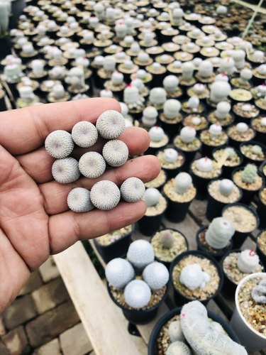 白色可爱月世界实生仙人球