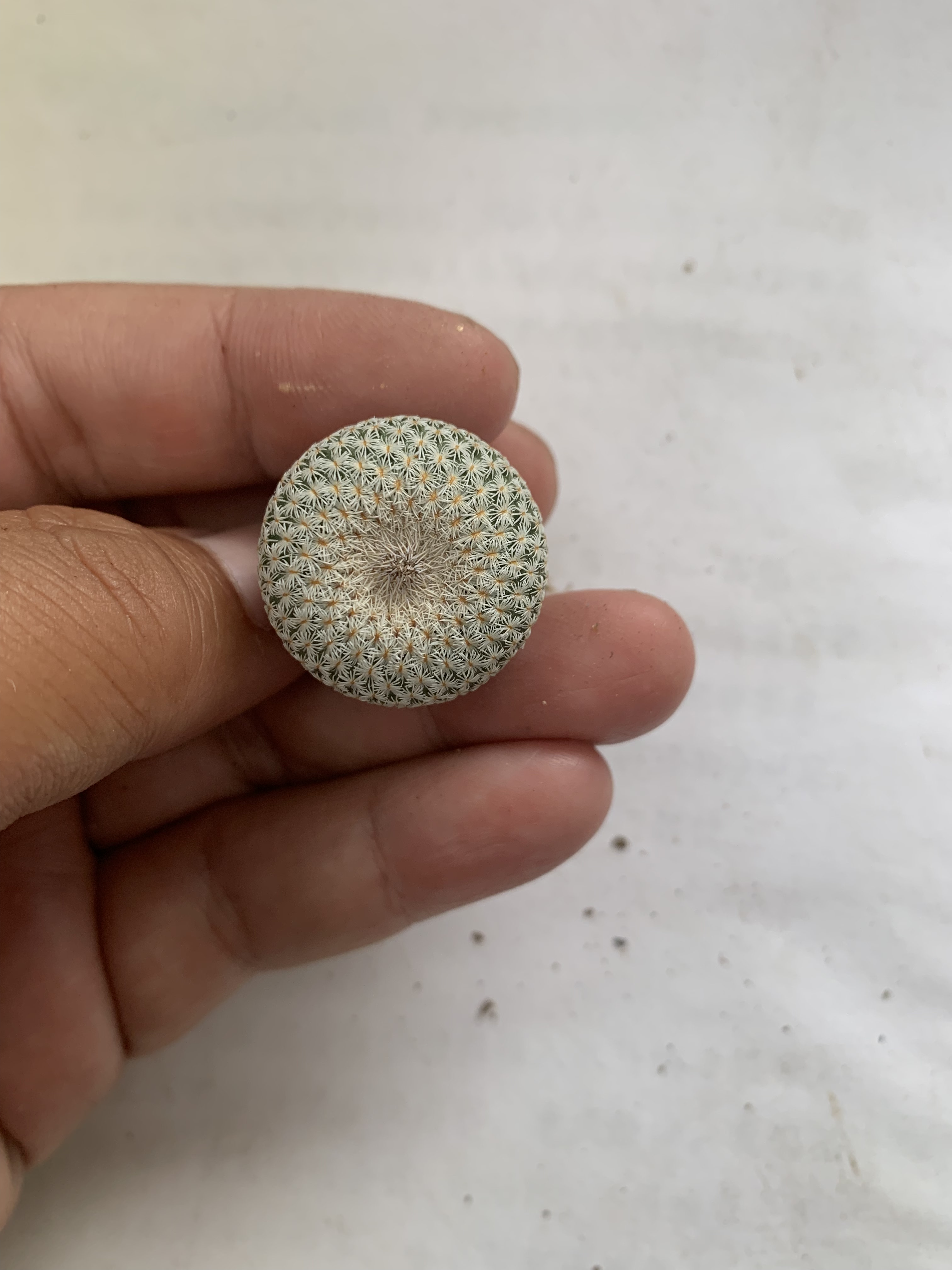 白色月世界球实生易活好养稀少