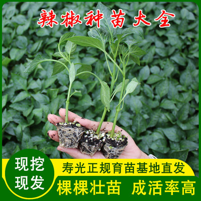 辣椒种苗大全蔬菜子阳台盆