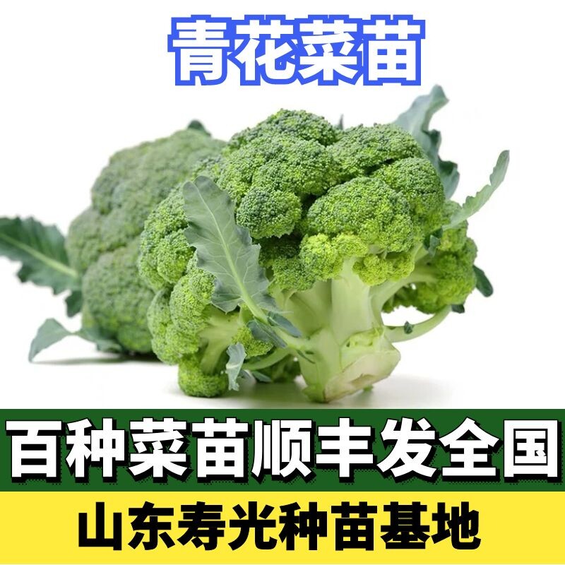 苗西兰花素材模板 苗西兰花图片下载 小麦优选