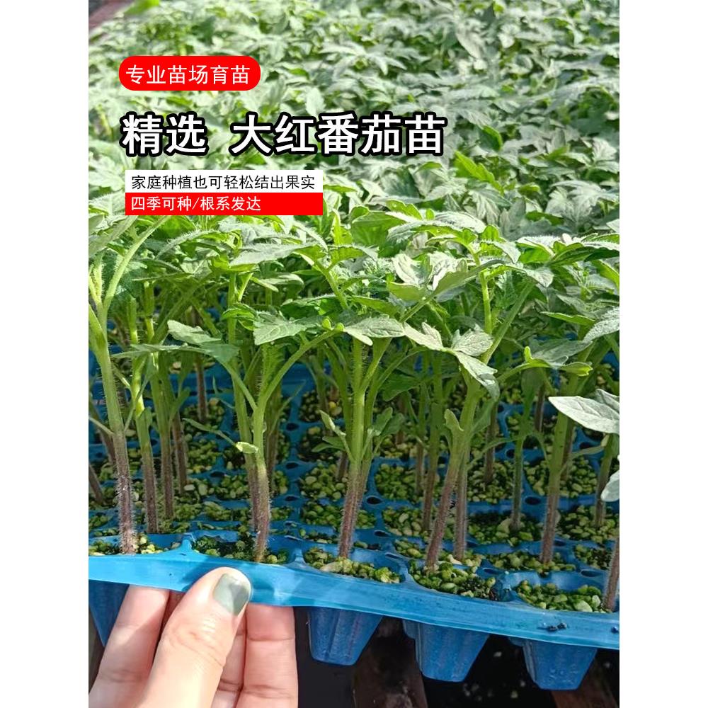 大红番茄苗嫁接四季盆栽可