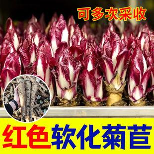 软化红色菊苣根芽球菊芦根紫玉兰菜根红色菊芦根水培幼苗耐寒