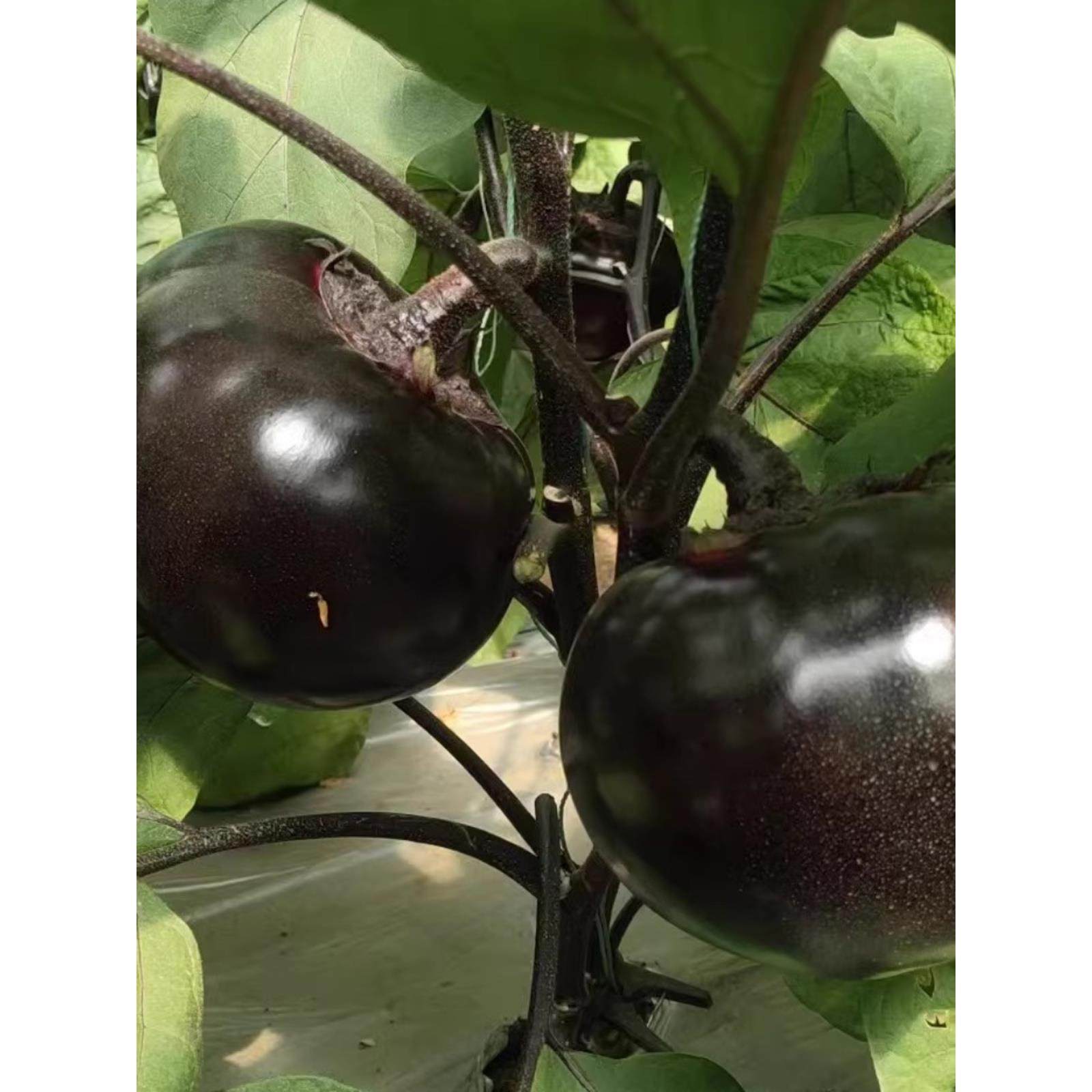 圆茄子苗高产快茄幼苗黑紫色特大茄苗种子口感好四季种植蔬菜秧籽