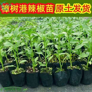 樟树港辣椒苗正宗杯苗原盆原土发货湖南湘阴特产高产蔬菜秧幼苗孑