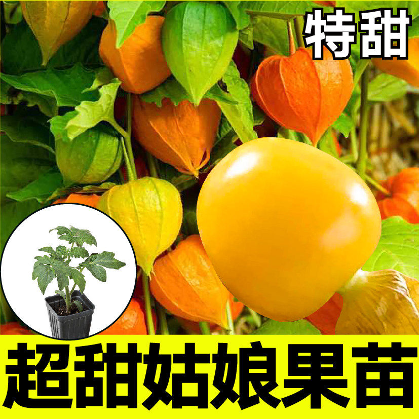 特甜超姑娘果苗秧带土球穴