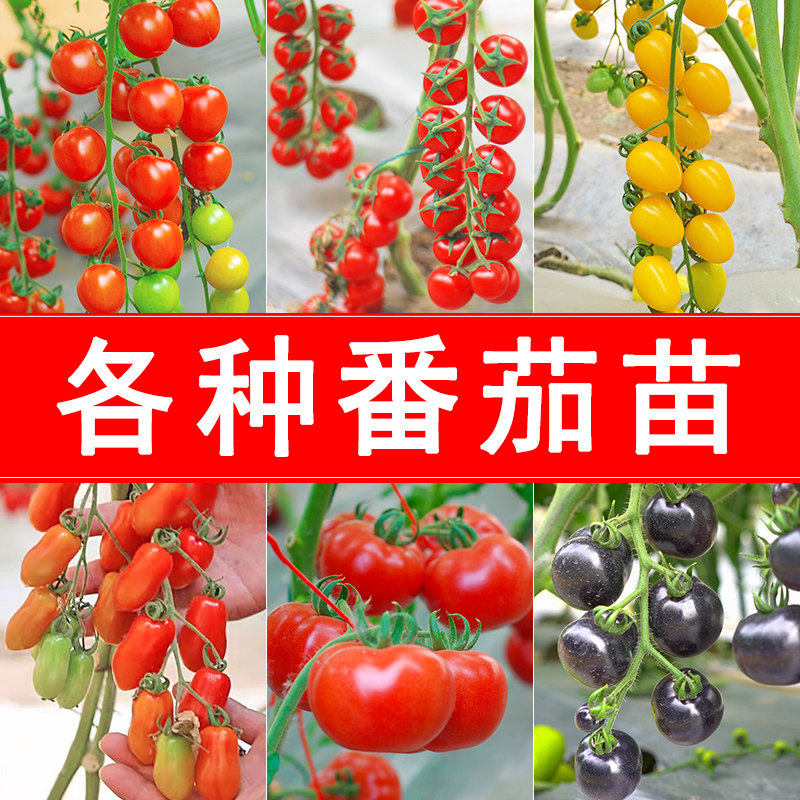 西红柿苗毛粉瀑布番茄矮生