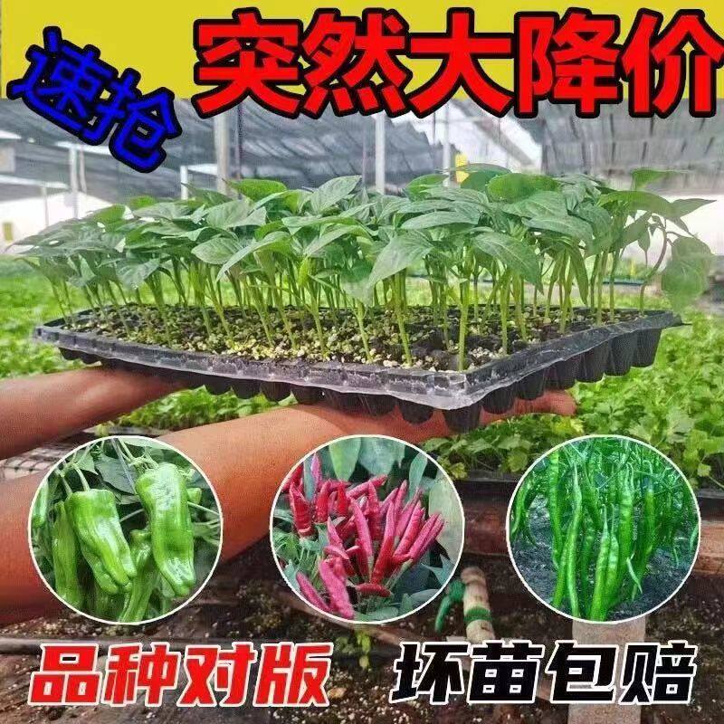 四季辣椒苗特朝天大青线甜
