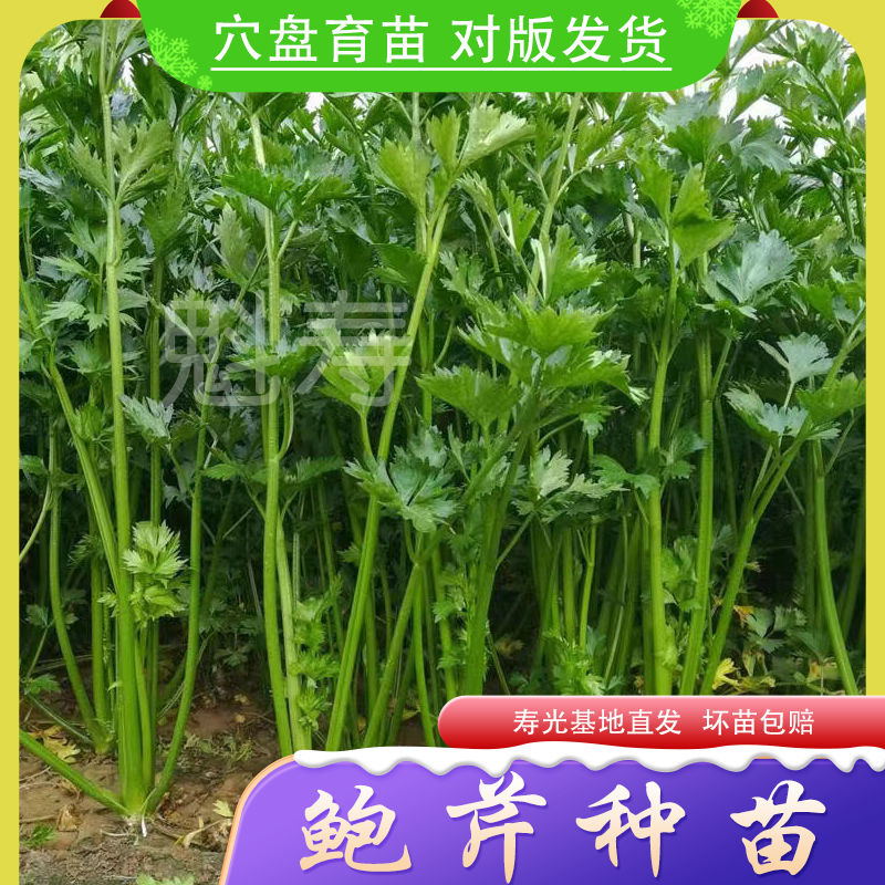 鲍芹苗种子菜籽小蔬阳台老