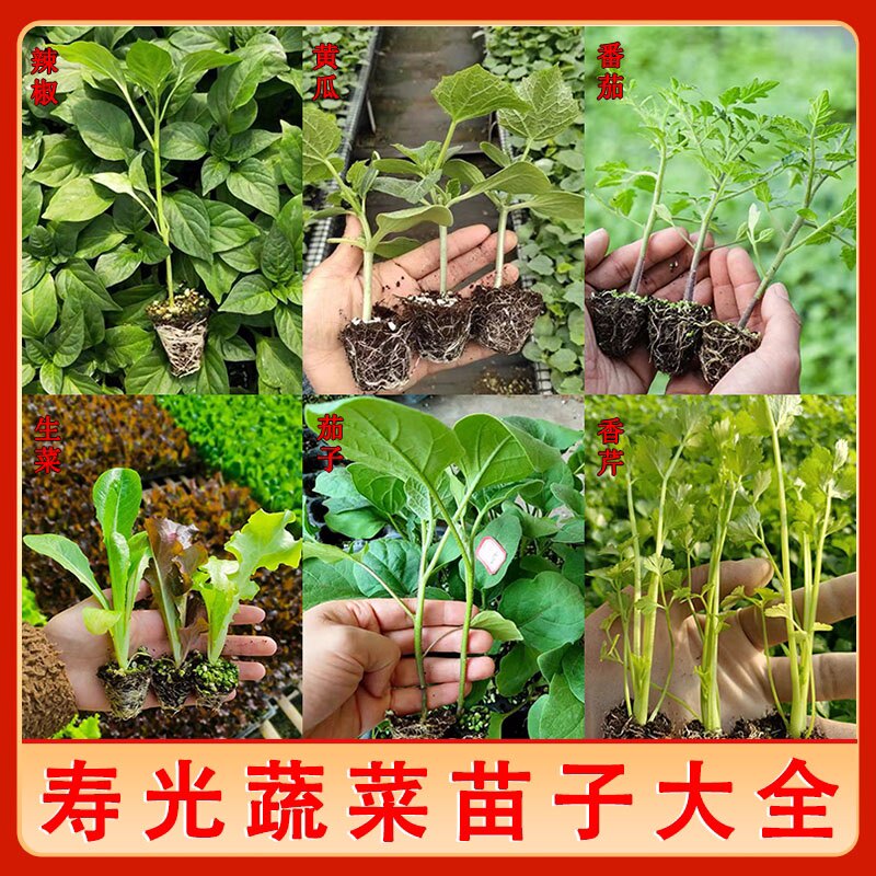 夏季蔬菜苗幼番茄秧四阳台