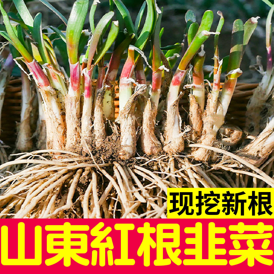 寿光独根红粗韭菜种子新大