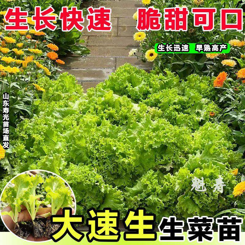 大速生菜苗秧种子籽带士球